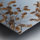 Cherry blossoms framing the Capitol Metal print