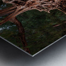 Storm erosion on tree roots at Kee beach Metal print