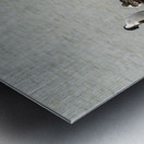 Colony of Imperial Cormorant seabirds in Punta Arenas Chile Impression metal