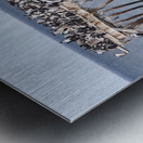 Colony of Imperial Cormorant seabirds in Punta Arenas Chile Metal print