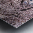 Cherry blossoms over walking trail  by the river in Morgantown W Metal print