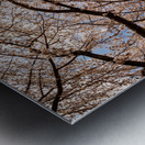 Looking up at Cherry blossoms over walking trail in Morgantown Metal print