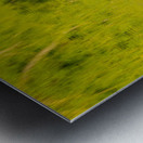 Two ducks floating through reflection of sunlit trees Metal print