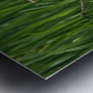 Mandarin Duck on the lakeshore at the Mere in Ellesmere  Impression metal