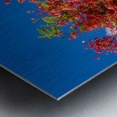 Gorgeous rainbow shower tree blossoms against blue sky Metal print