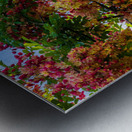 Gorgeous rainbow shower tree blossoms against blue sky Metal print