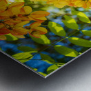 Gorgeous rainbow shower tree blossoms in Hawaii Metal print