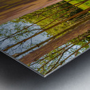 Group of rainbow eucalyptus trees in Keahua Arboretum Metal print