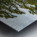 Large bald cypress trees rise out of water in Atchafalaya basin Metal print