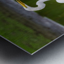 Great Egret on the stumps of bald cypress trees in Atchafalaya b Metal print