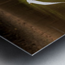 Great Egret flying in perfect circle in Atchafalaya basin Metal print