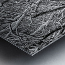 Twisted intertwined snow covered tree trunks at Coopers Rock Impression metal