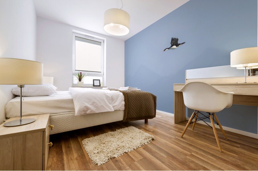 Imperial Shag or Cormorant flying by Cape Horn in Chile Impression murale