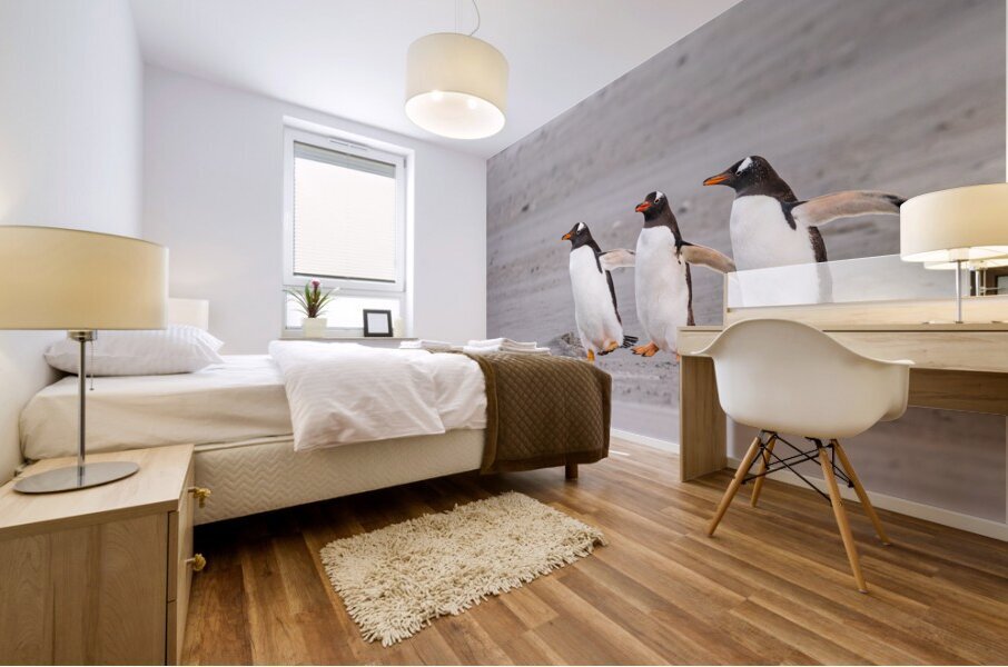 Three Gentoo penguins at Bluff Cove  running on sandy beach Mural print