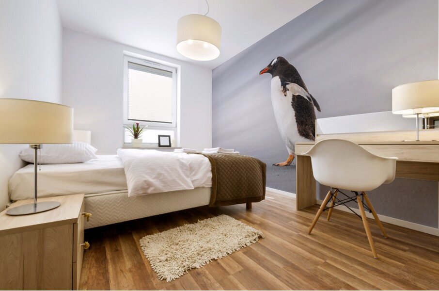 Single Gentoo penguin on Falklands walking to ocean Impression murale