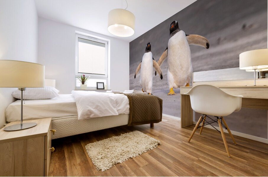 Two Gentoo penguins at Bluff Cove on Falklands walking to ocean Mural print