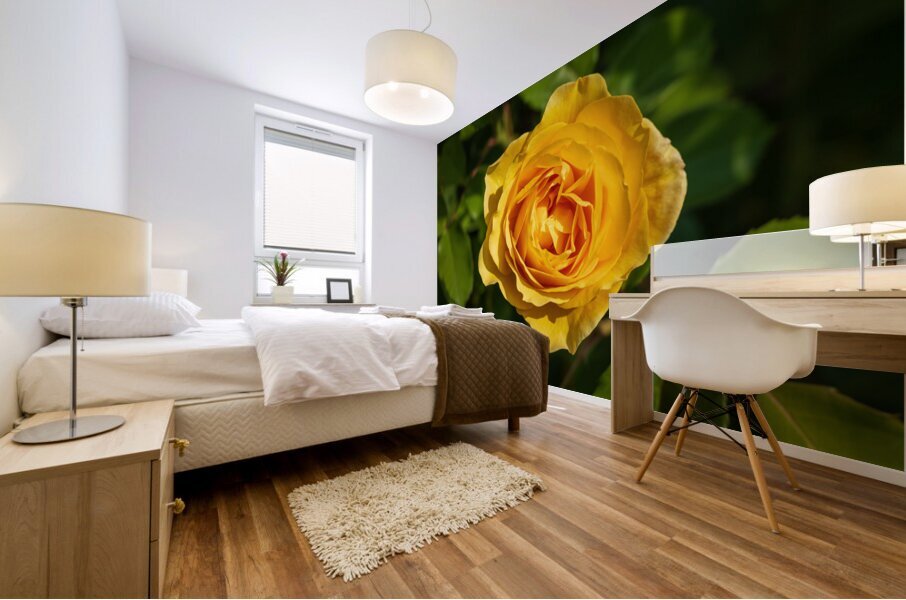 Golden butter colored single rose known as the absolutely fabulo Mural print