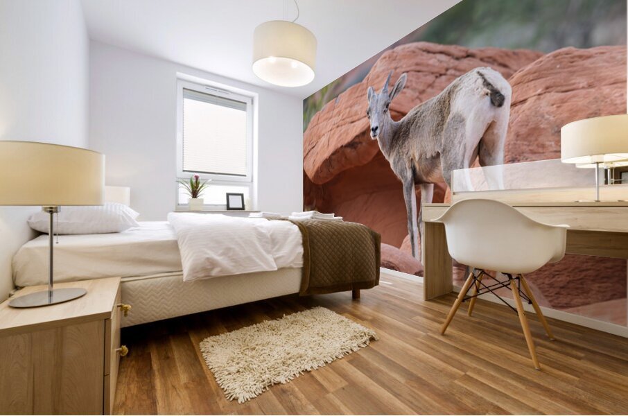 Bighorn sheep lamb grazing among formations in Valley of Fire st Mural print