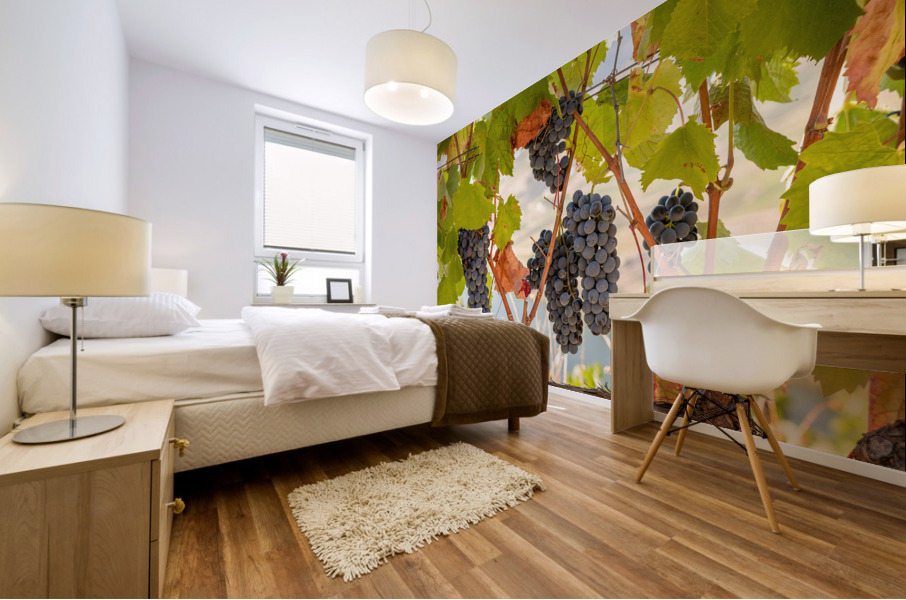 Grapes for port wine by the River Douro Mural print