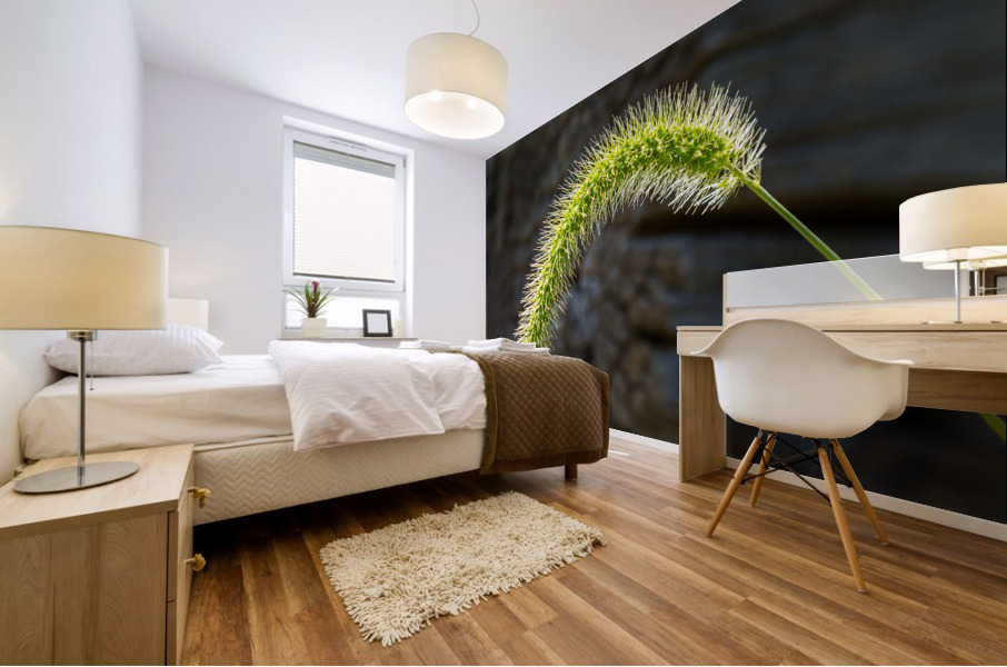 Backlit grass seedhead thought to be Timothy Impression murale