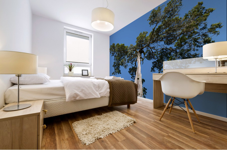 Old Cedar tree at Appomattox National Park Mural print