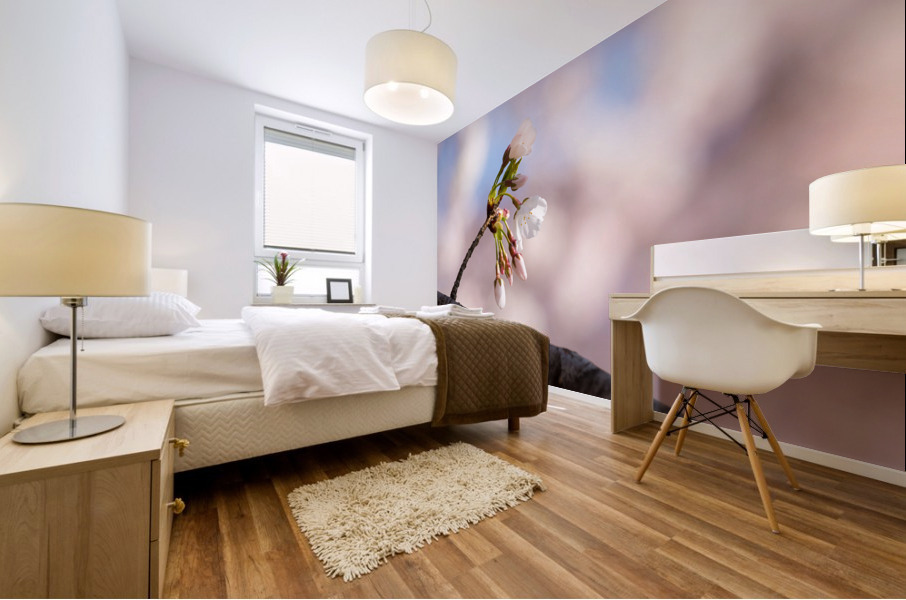 Close up of Cherry Blossom flowers Mural print