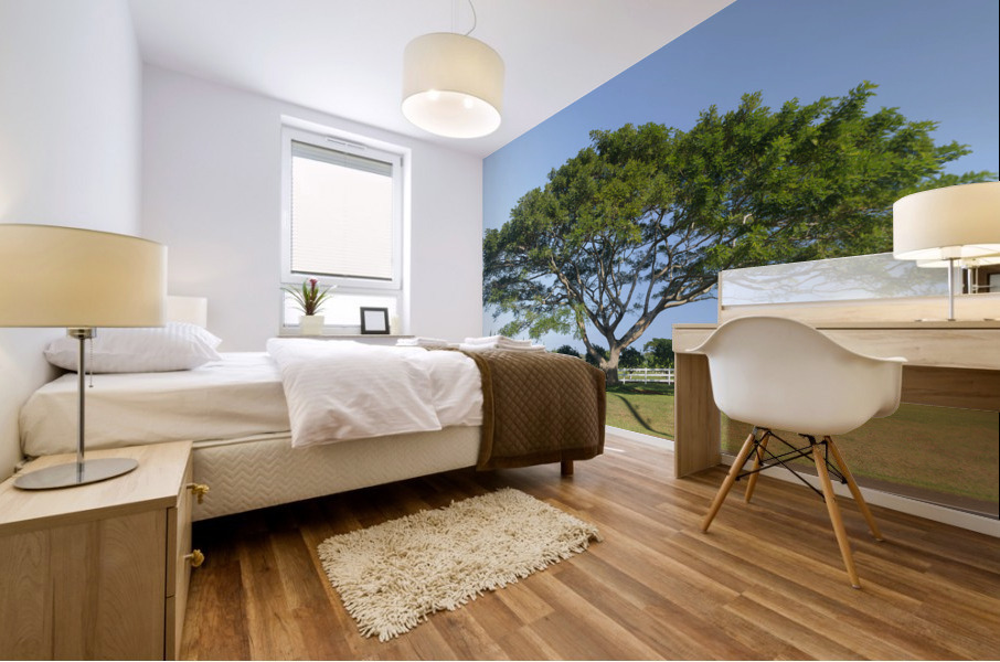 Large acacia or koa tree Kauai Mural print