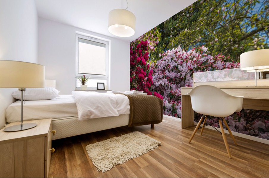 Azaleas and Rhododendron trees surround pathway in spring Mural print