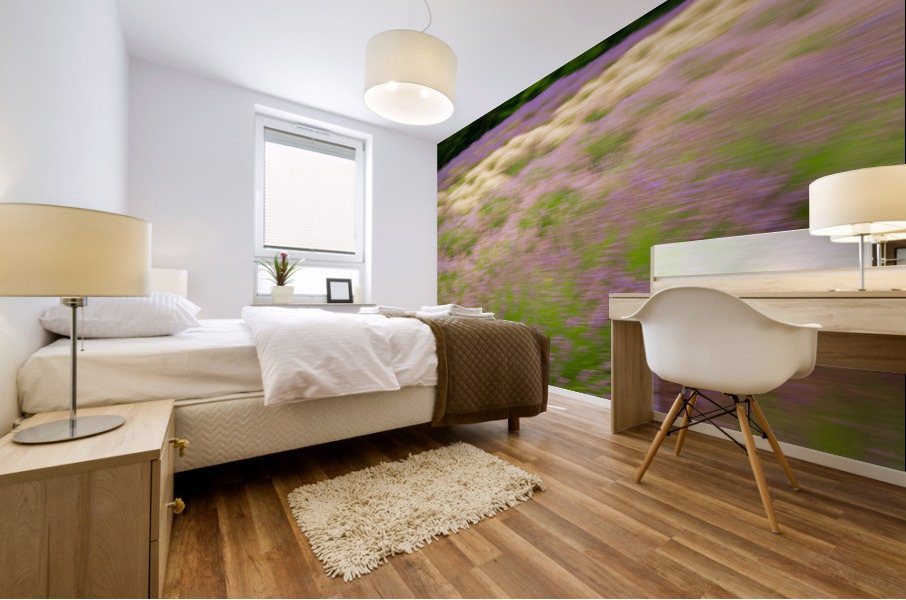 Blurred lavender plants in blossom in early July Mural print