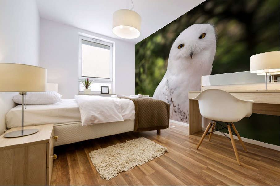 Close up of Snowy Owl against green rainforest in summer Mural print