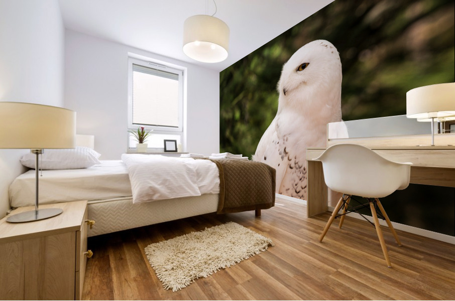 Close up of Snowy Owl against green rainforest Impression murale