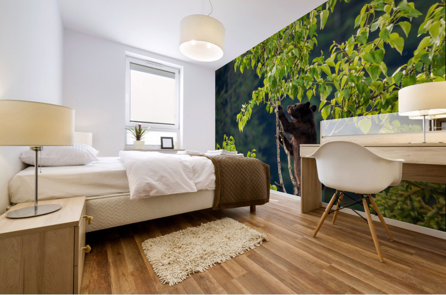 Wild brown or black bear cub high in tree in Alaska Mural print