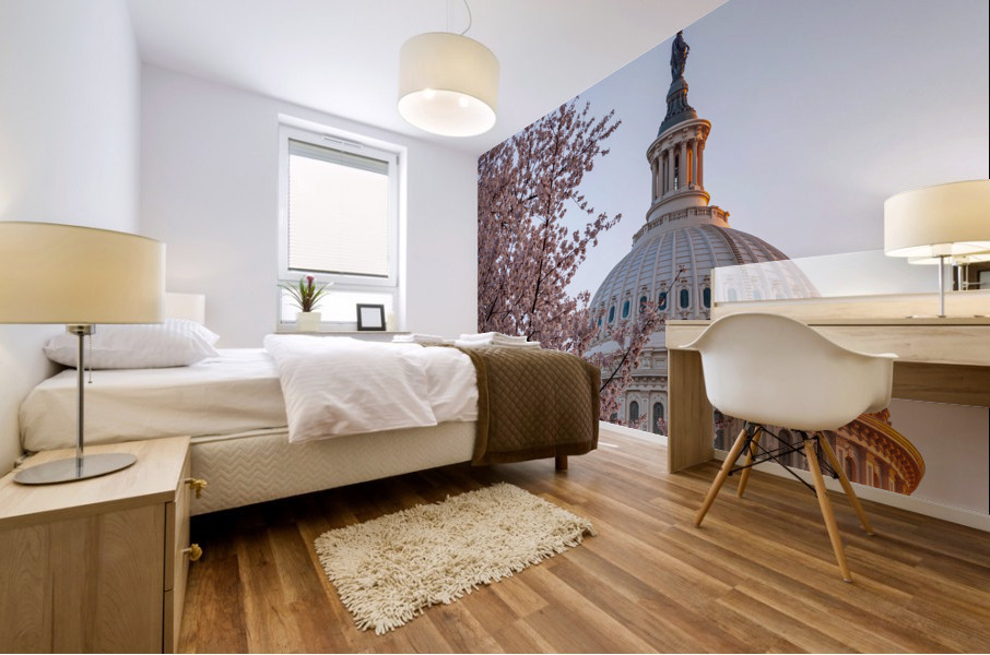 Cherry blossoms by the Capitol dome at dawn Mural print