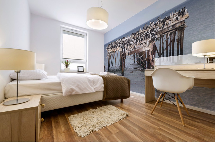 Colony of Imperial Cormorant seabirds in Punta Arenas Chile Mural print