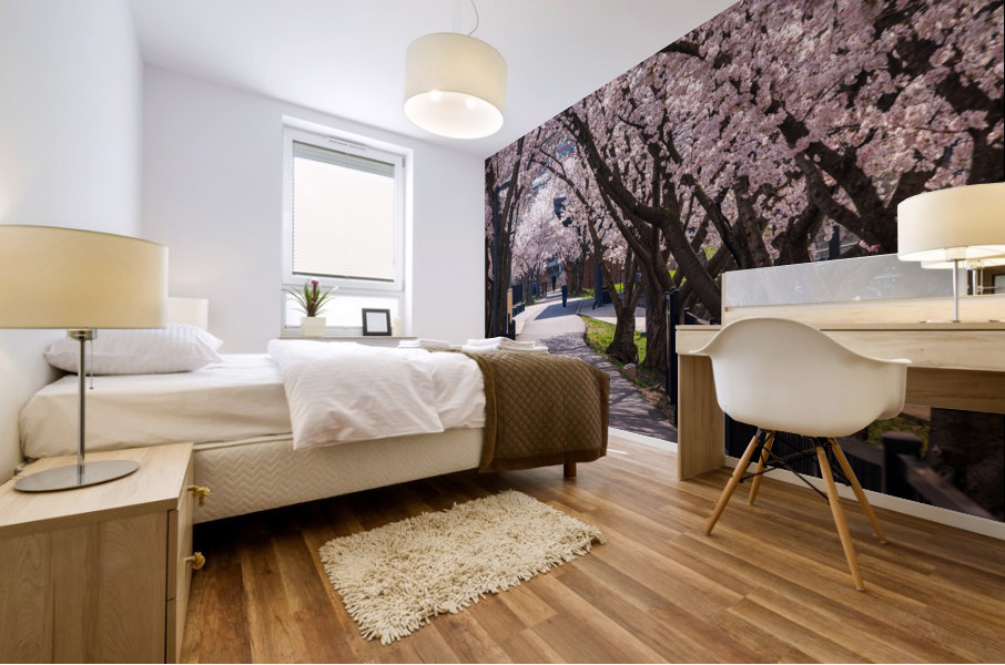 Cherry blossoms over walking trail  by the river in Morgantown W Mural print