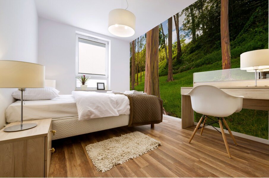 Group of rainbow eucalyptus trees in Keahua Arboretum Mural print