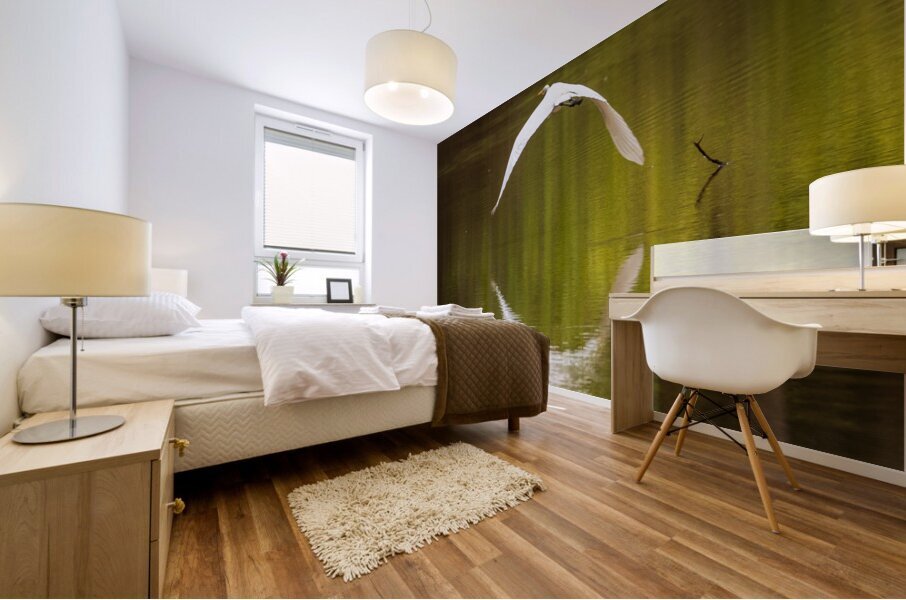 Great Egret flying in perfect circle in Atchafalaya basin Mural print