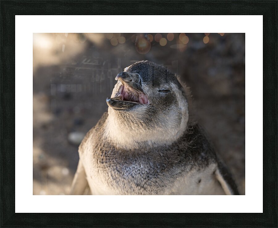 Single magellanic penguin chick showing papillae in mouth Picture Frame print