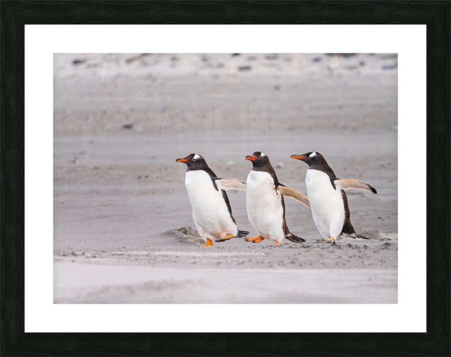 Three Gentoo penguins at Bluff Cove  running on sandy beach Picture Frame print