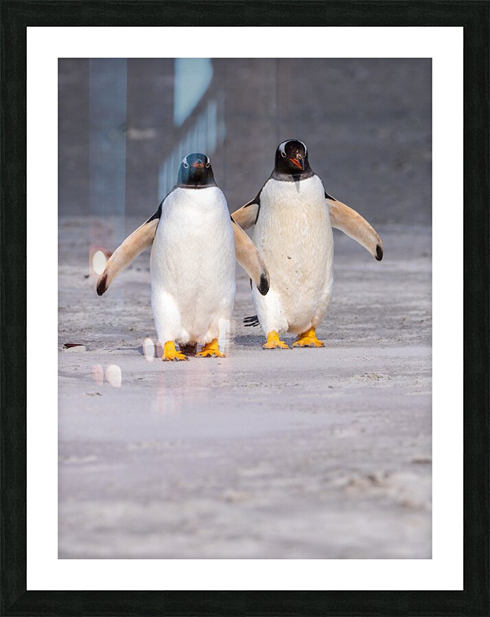 Two Gentoo penguins at Bluff Cove on Falklands walking to ocean Picture Frame print