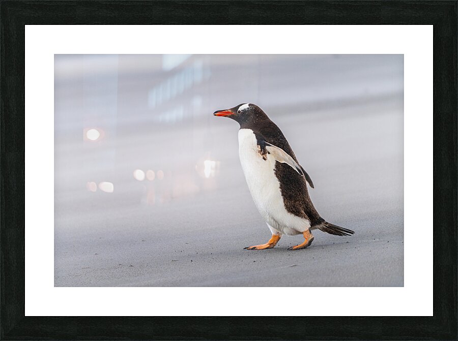Single Gentoo penguin on Falklands walking to ocean Impression et Cadre photo