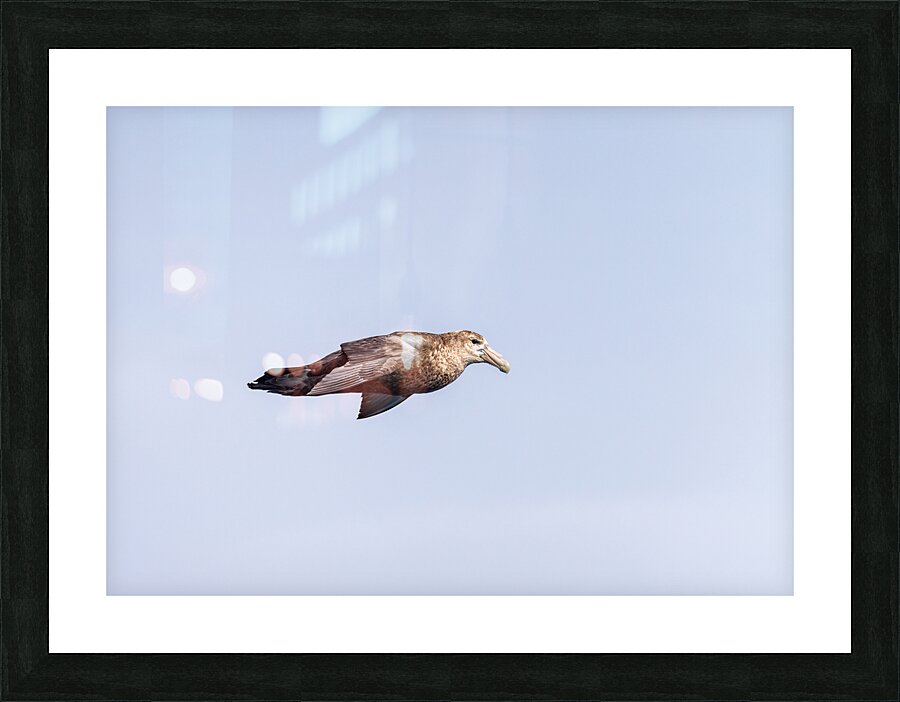Southern giant petrel flying alongside cruise ship in South Atla Picture Frame print