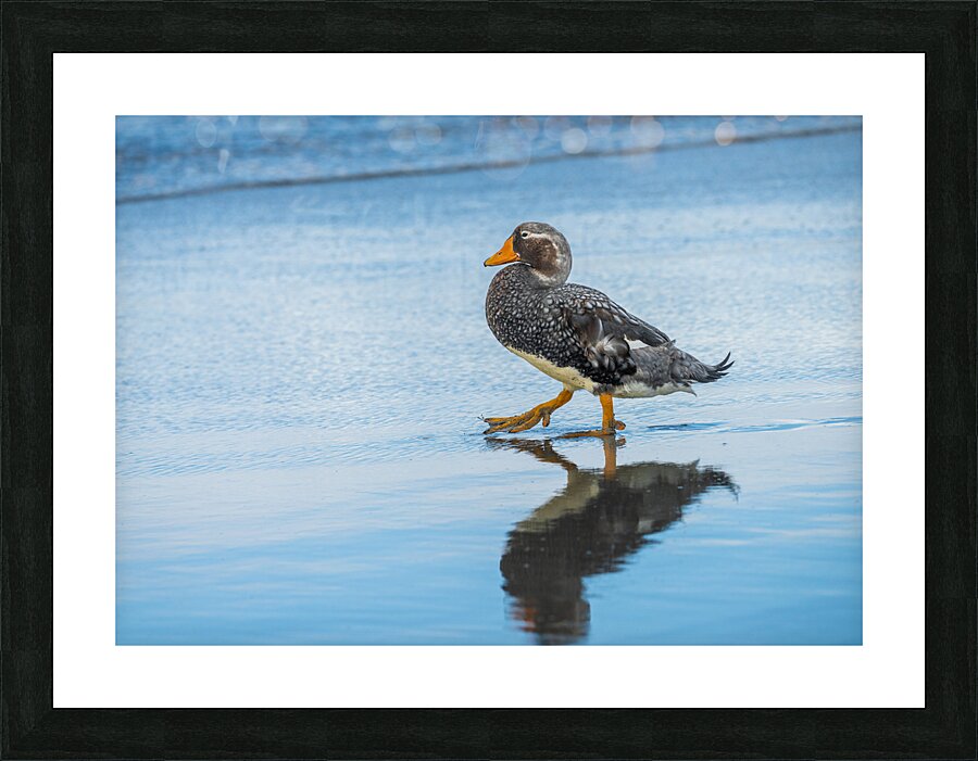 Falkland Steamer duck walking in the surf on Falklands Islands Picture Frame print