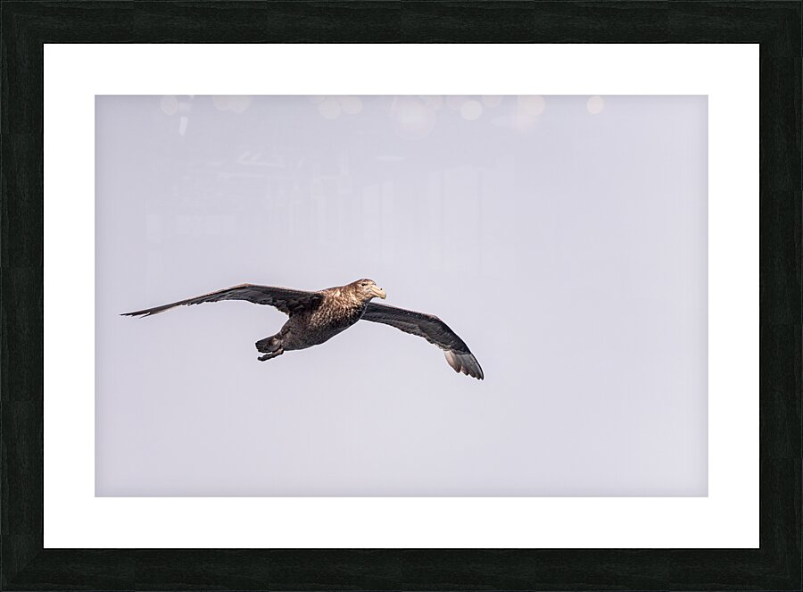 Southern giant petrel flying alongside cruise ship in South Atla Picture Frame print