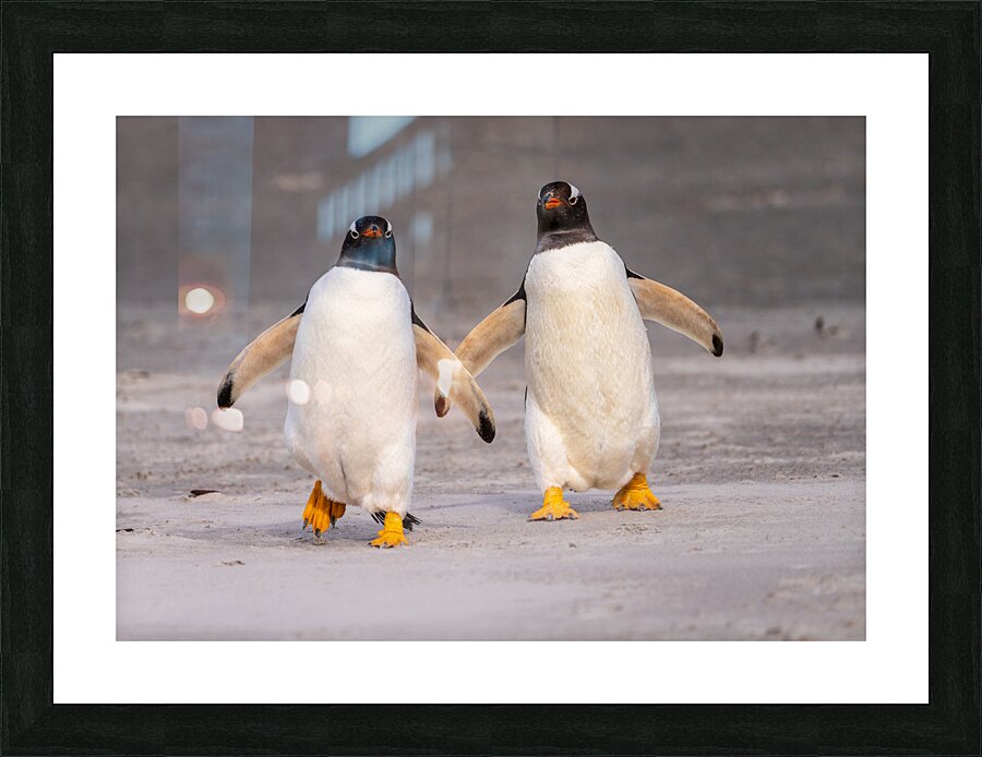 Two Gentoo penguins at Bluff Cove on Falklands walking to ocean Picture Frame print
