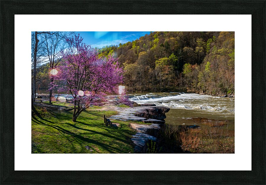 Redbud blossoms by Bench and Valley Falls WV on a bright spring morning Picture Frame print