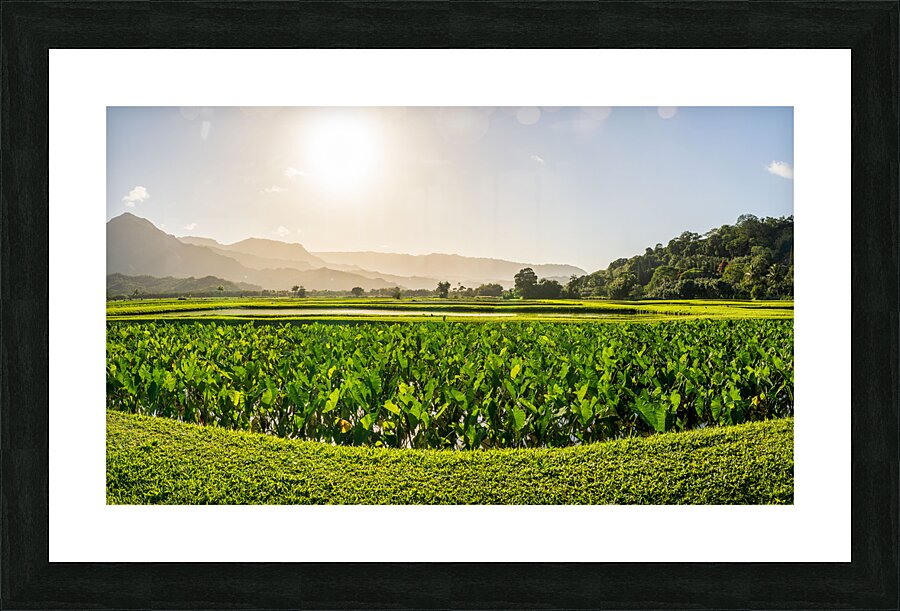 Verdant taro fields thrive under the Hawaiian sun near Hanalei B Impression et Cadre photo