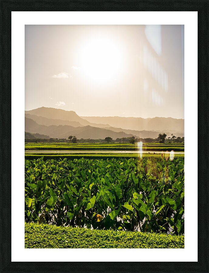 Verdant taro fields thrive under the Hawaiian sun near Hanalei B Picture Frame print