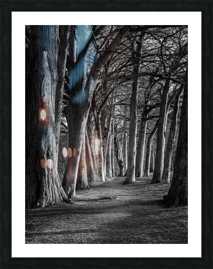 Large cypress trees in Cypress Bend Park by the side of Guadalup Picture Frame print