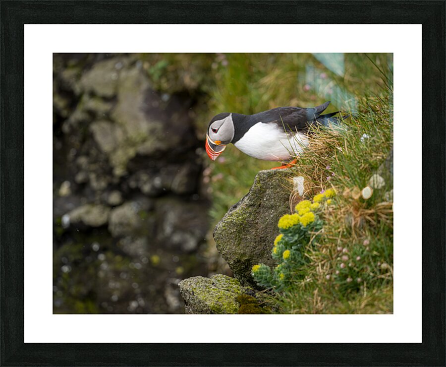 Single puffin on the cliffs in the Skalanes Nature and Heritage  Picture Frame print